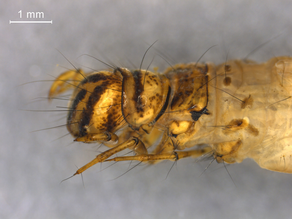 Limnephilus femoratus